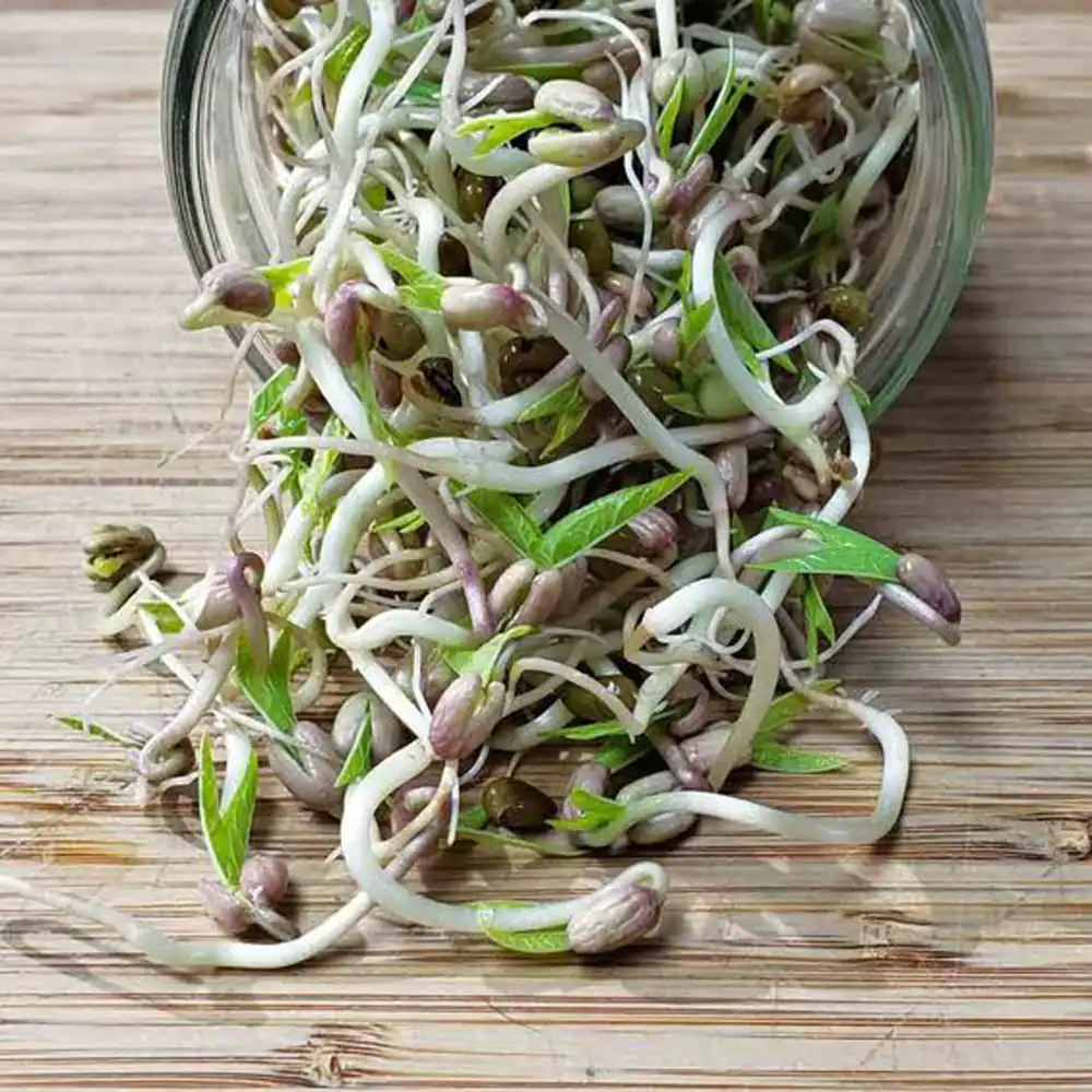 طرز تهیه کوکو جوانه ماش