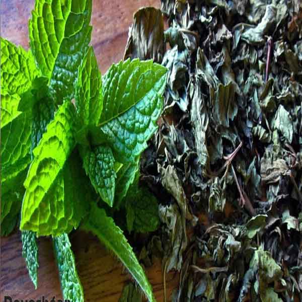 طرز تهیه نعنا خشک معطر خانگی بدون سیاه شدن علت سیاه شدن نعناع خشک چیست طرز خشک کردن نعناع روی بخاری چگونه نعناع را خشک کنیم که سیاه نشود چند کیلو نعناع تازه یک کیلو نعنا خشک میدهد روش نگهداری نعناع خشک خشک کردن نعناع در ماکروفر دستگاه نعناع پاک کن علت سیاه شدن سبزی خشک