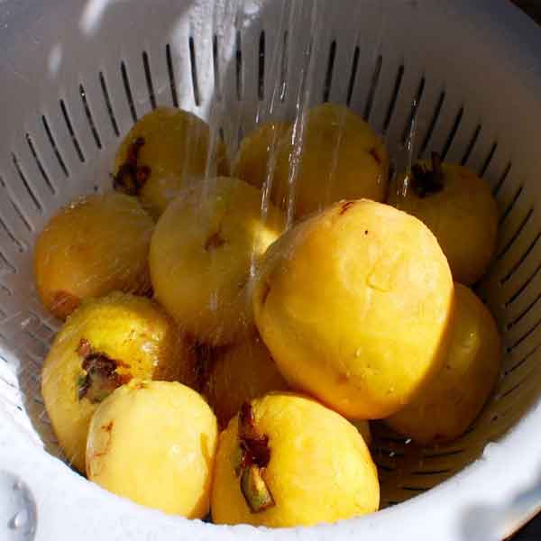 طرز تهیه مربا به قرمز و خوشمزه + فوت و فن مربا به lvfh fi quince jam فوت و فن مربای به  طرز تهیه مربا به با گردو طرز تهیه مربا به با پیمانه  مربای به قرمز شود  درست کردن مربا به  طرز تهیه مربا به و سیب  طرز تهیه مربای به