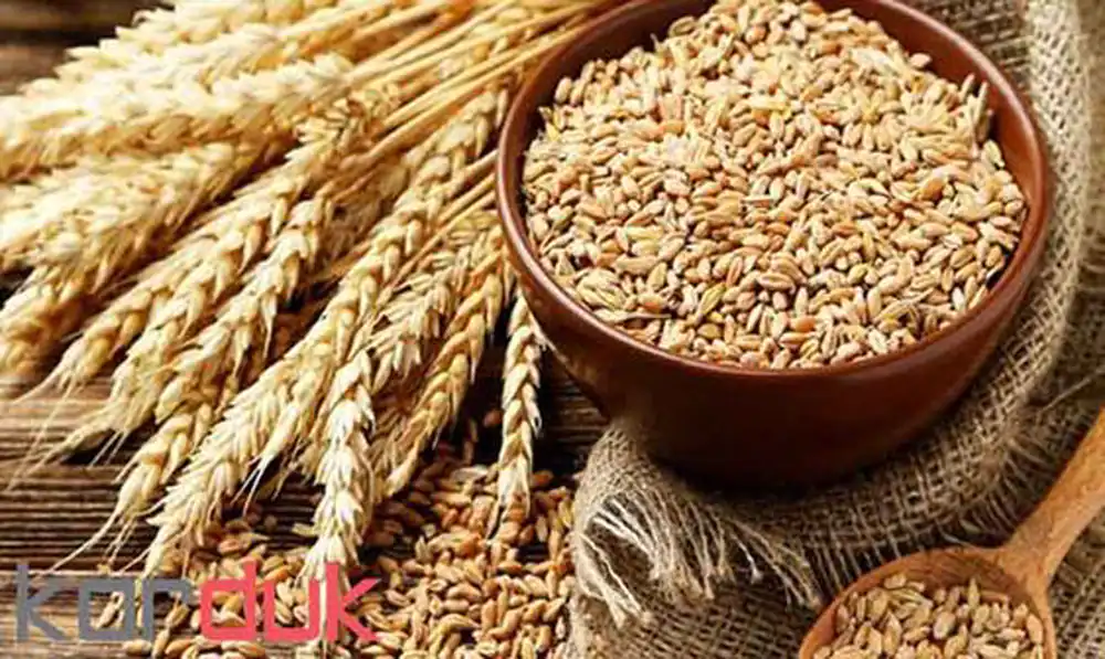 طرز تهیه دمی بلغور گندم