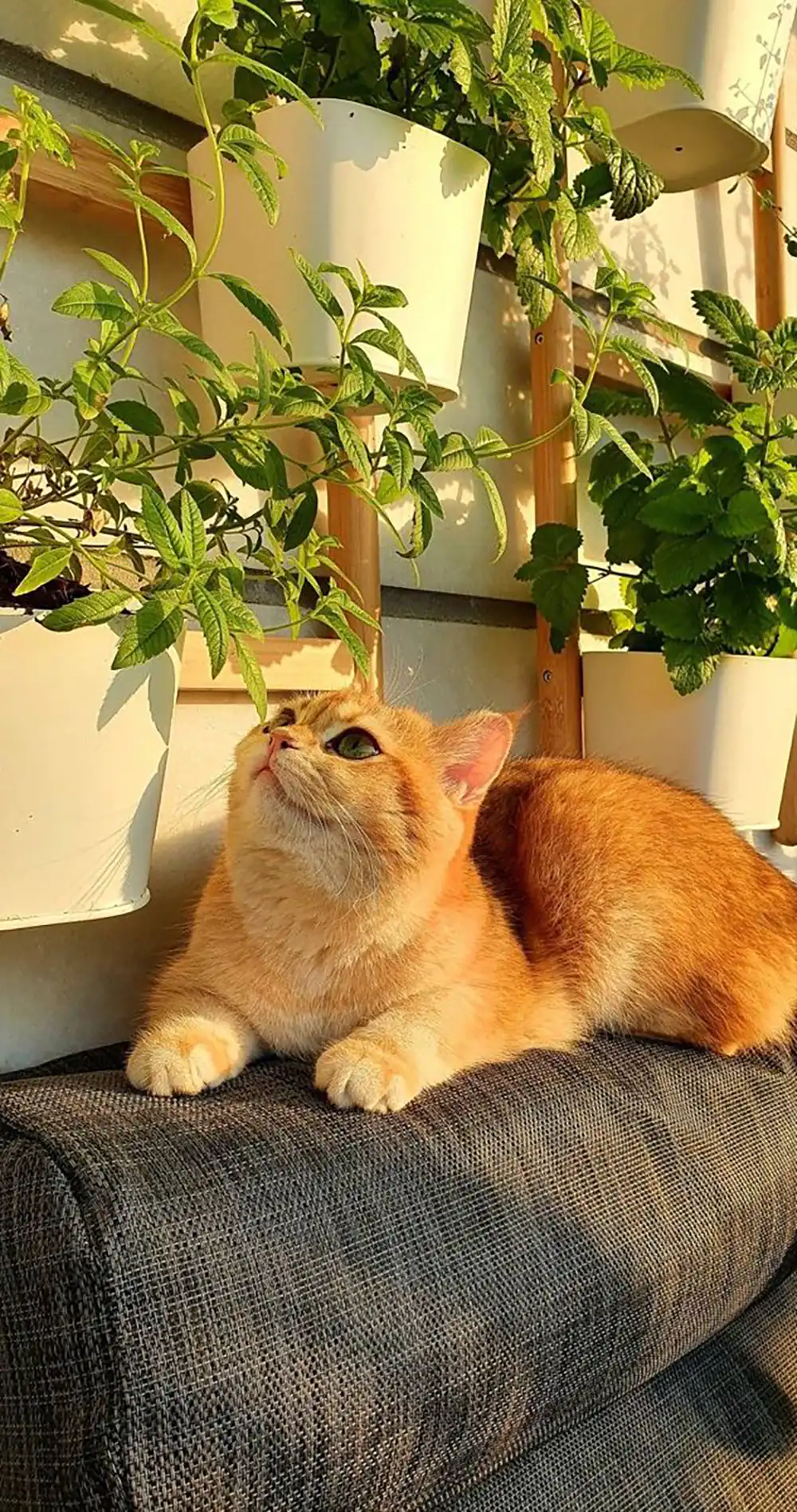 عکس گربه واقعی کیوت